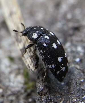 Attagenus punctatus resmi