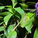 Image of Dainty Green Tree Frog