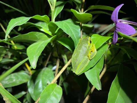 Ranoidea gracilenta (Peters 1869) resmi