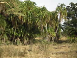 Image of Senegal date palm