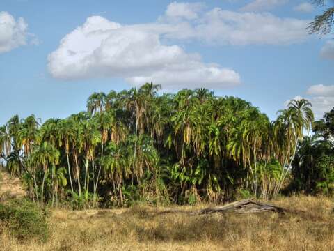 Image of Senegal date palm