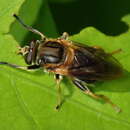 Image of Teuchocnemis lituratus (Loew 1863)