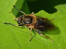 Image of Teuchocnemis lituratus (Loew 1863)