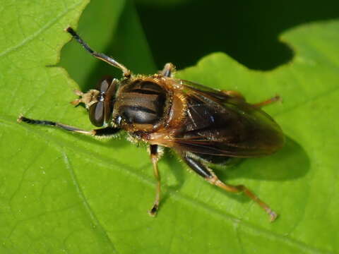 صورة Teuchocnemis lituratus (Loew 1863)