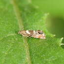 Image of Glyphipterix phosphora Meyrick 1907