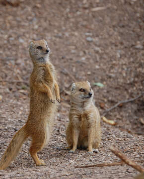 Image of Yellow Mongoose