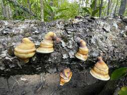 Image of Ganoderma ochrolaccatum (Mont.) Pat. 1889