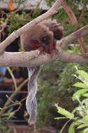 Image of Coppery Titi Monkey