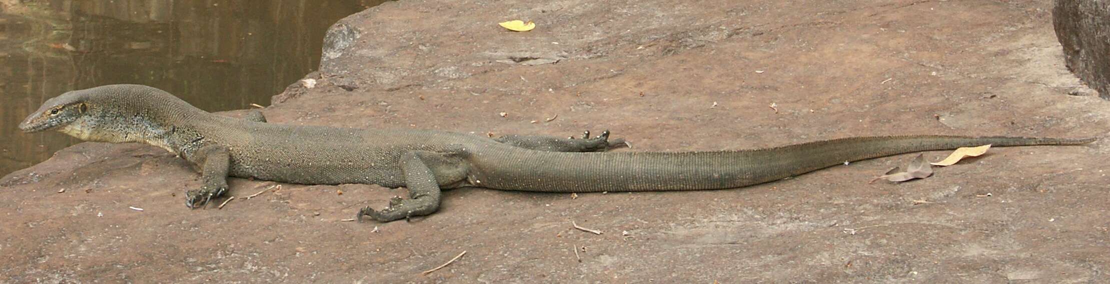 Image of Mertens's Water Monitor