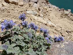 Plancia ëd Nepeta longibracteata Benth.