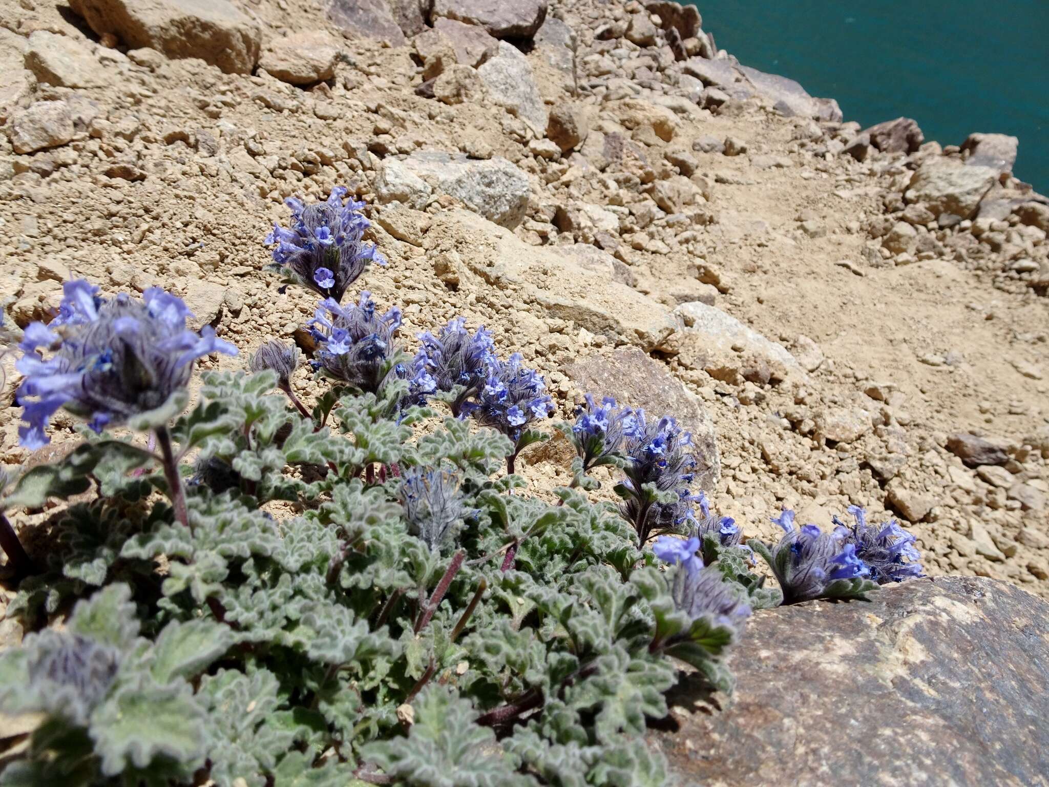 Plancia ëd Nepeta longibracteata Benth.