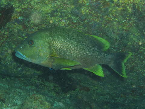 Image of Blubberlip snapper