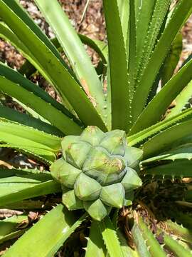 Image of Pandanus analamerensis Huynh