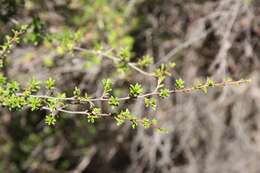 Sivun Kunzea ericoides (A. Rich.) J. Thompson kuva