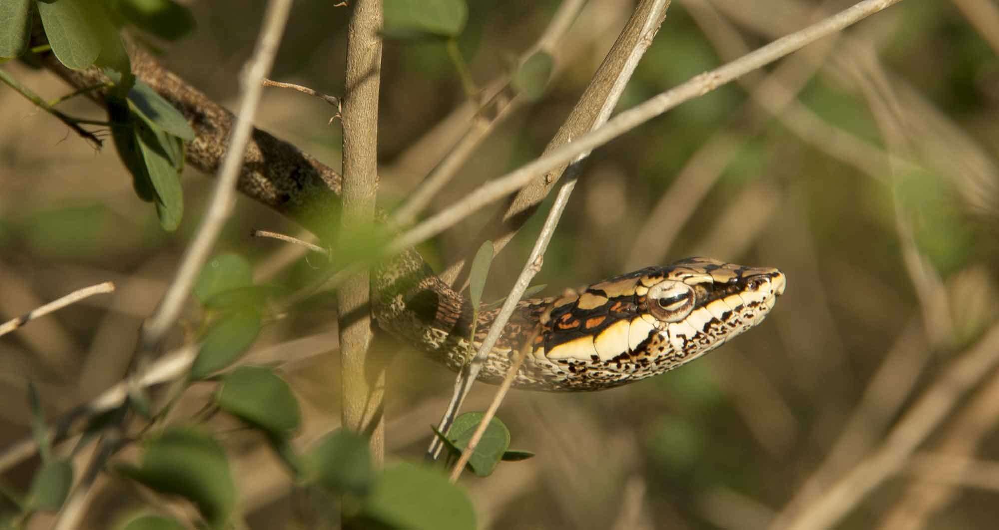 Imagem de Thelotornis capensis capensis A. Smith 1849