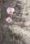 صورة Calochortus palmeri var. palmeri