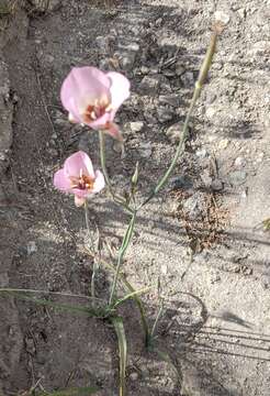 Image of Palmer's mariposa lily