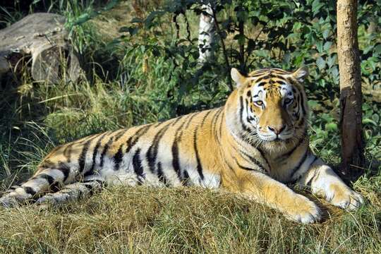 Image of Amur Tiger