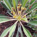 Image of Euphorbia bupleurifolia Jacq.