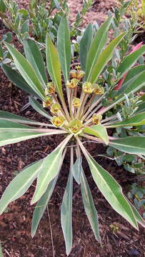 صورة Euphorbia bupleurifolia Jacq.