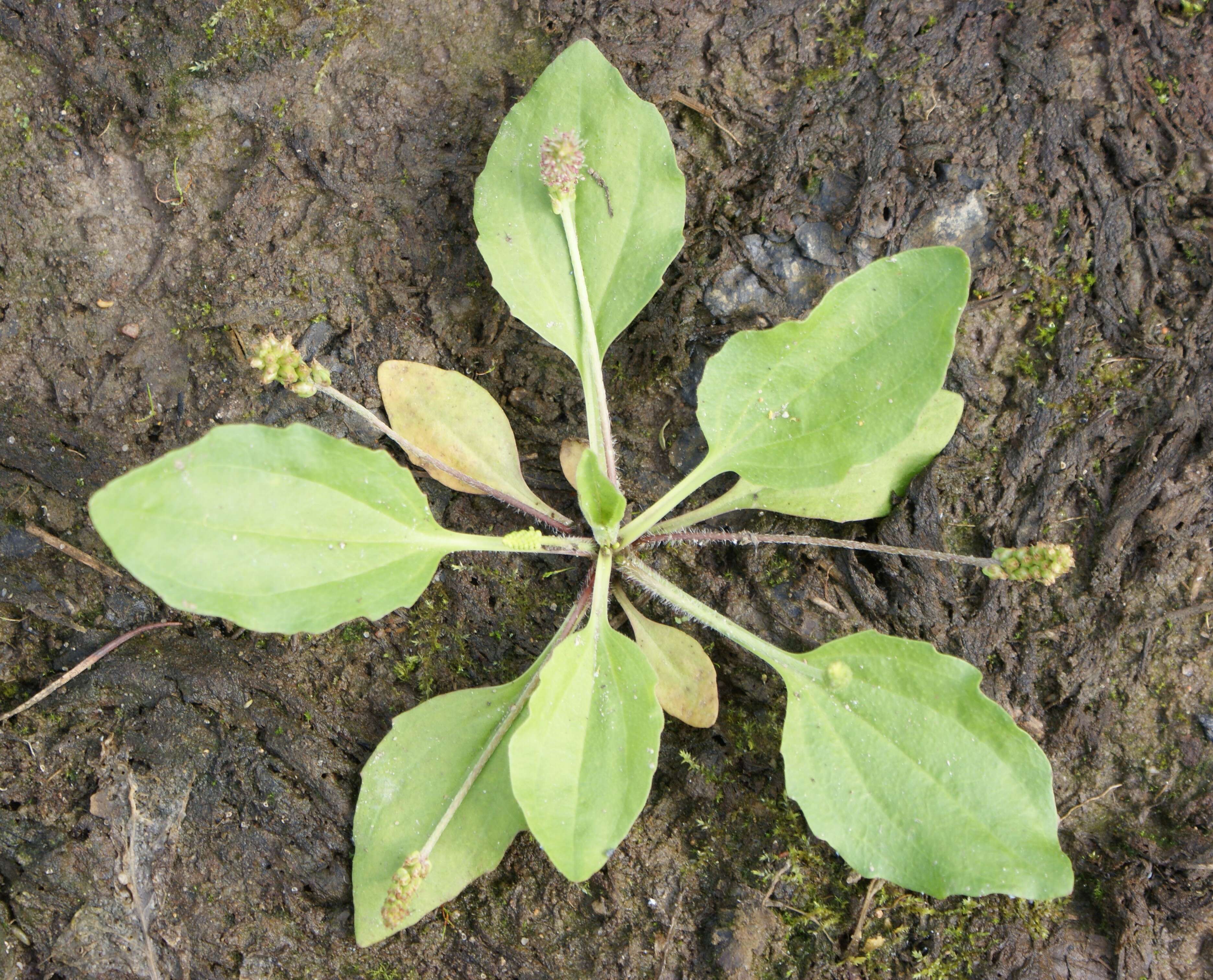 Image of Broadleaf Plantain