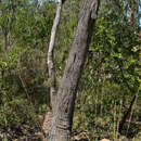 Image of Eucalyptus tetrodonta F. Müll.