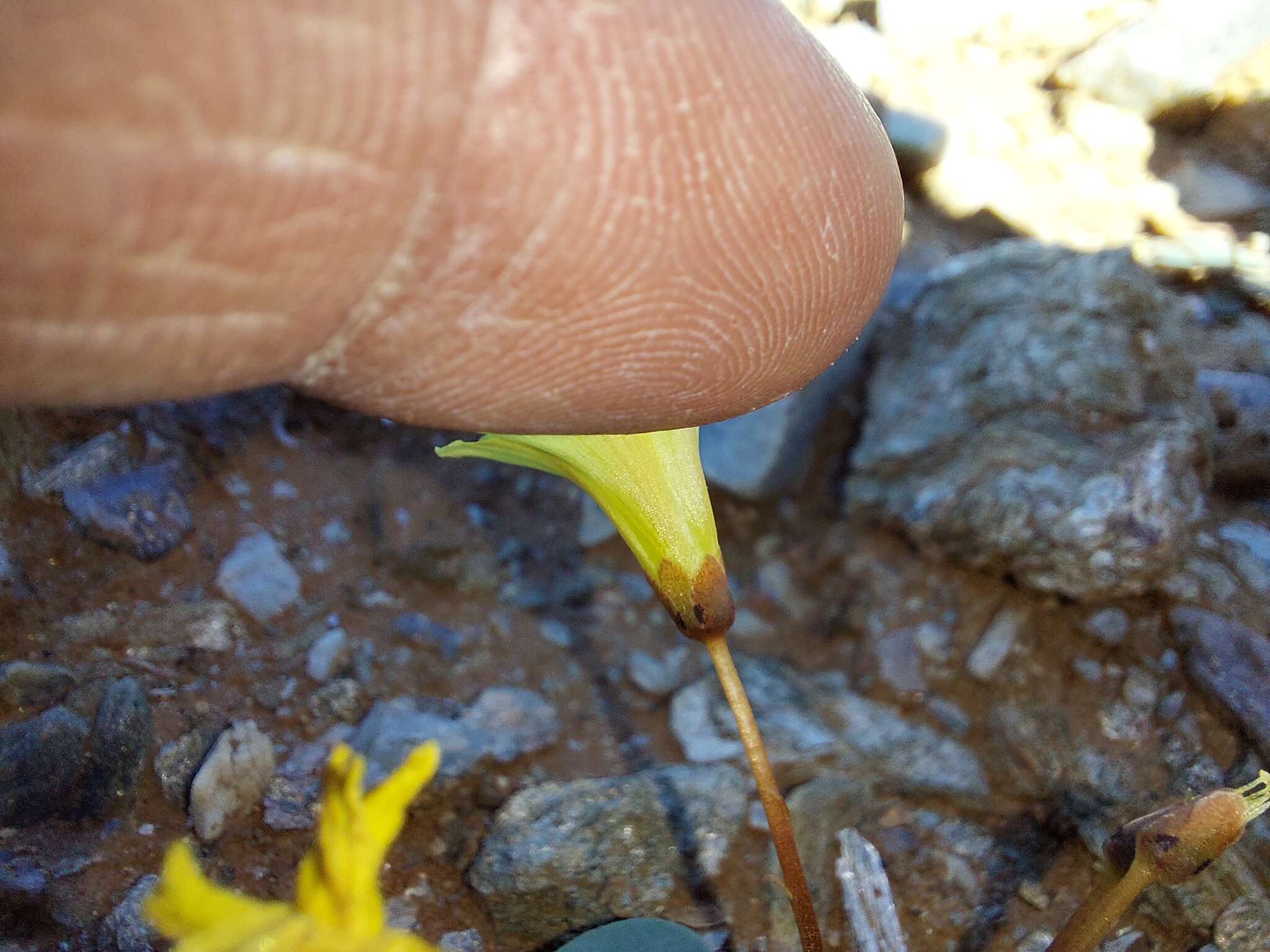 Sivun Oxalis magnifolia Dreyer, Roets & Oberl. kuva