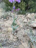 Image of Penstemon lentus var. lentus