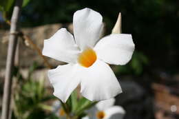 Image of Mandevilla boliviensis (Hook. fil.) R. E. Woodson