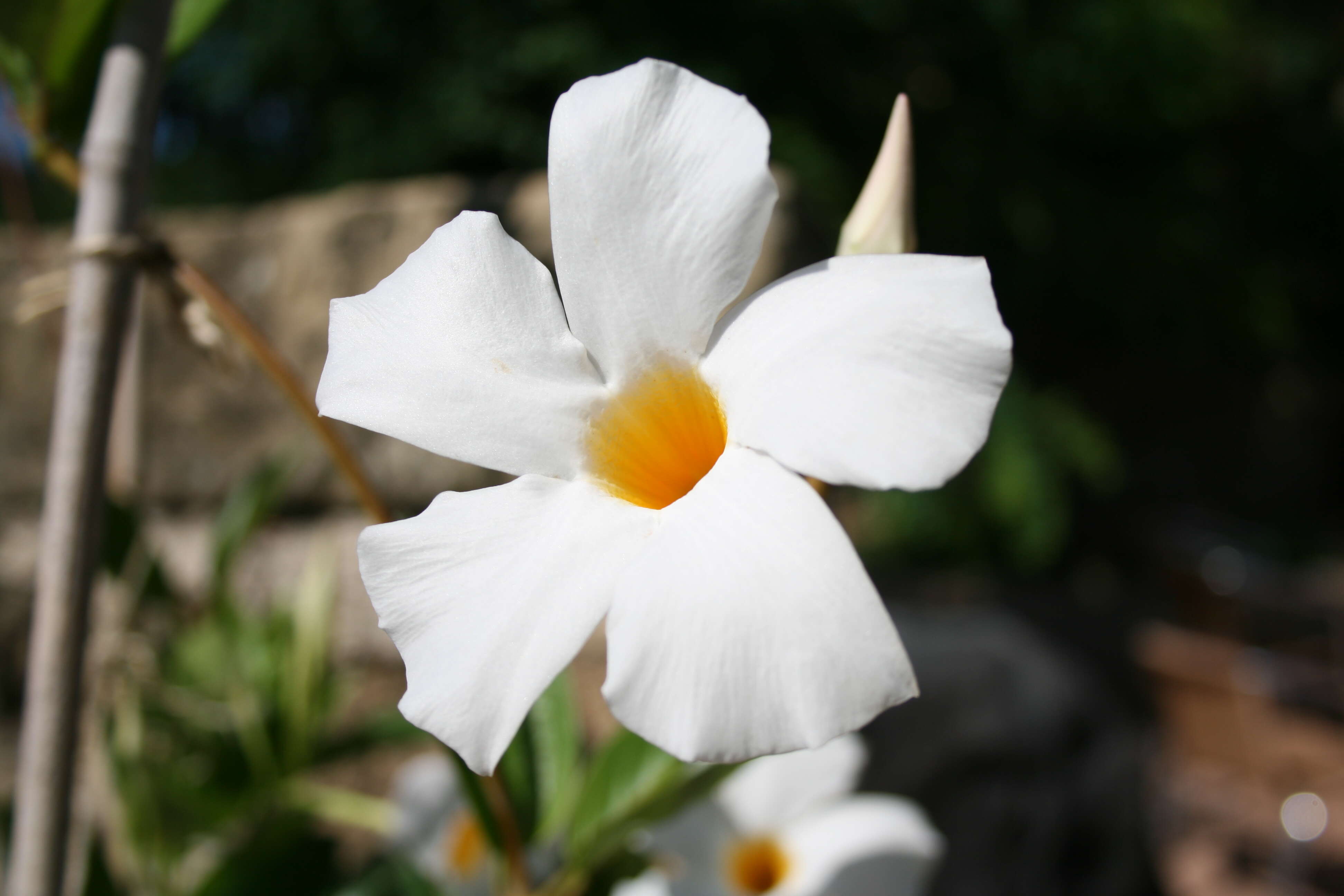 Image de Mandevilla boliviensis (Hook. fil.) R. E. Woodson