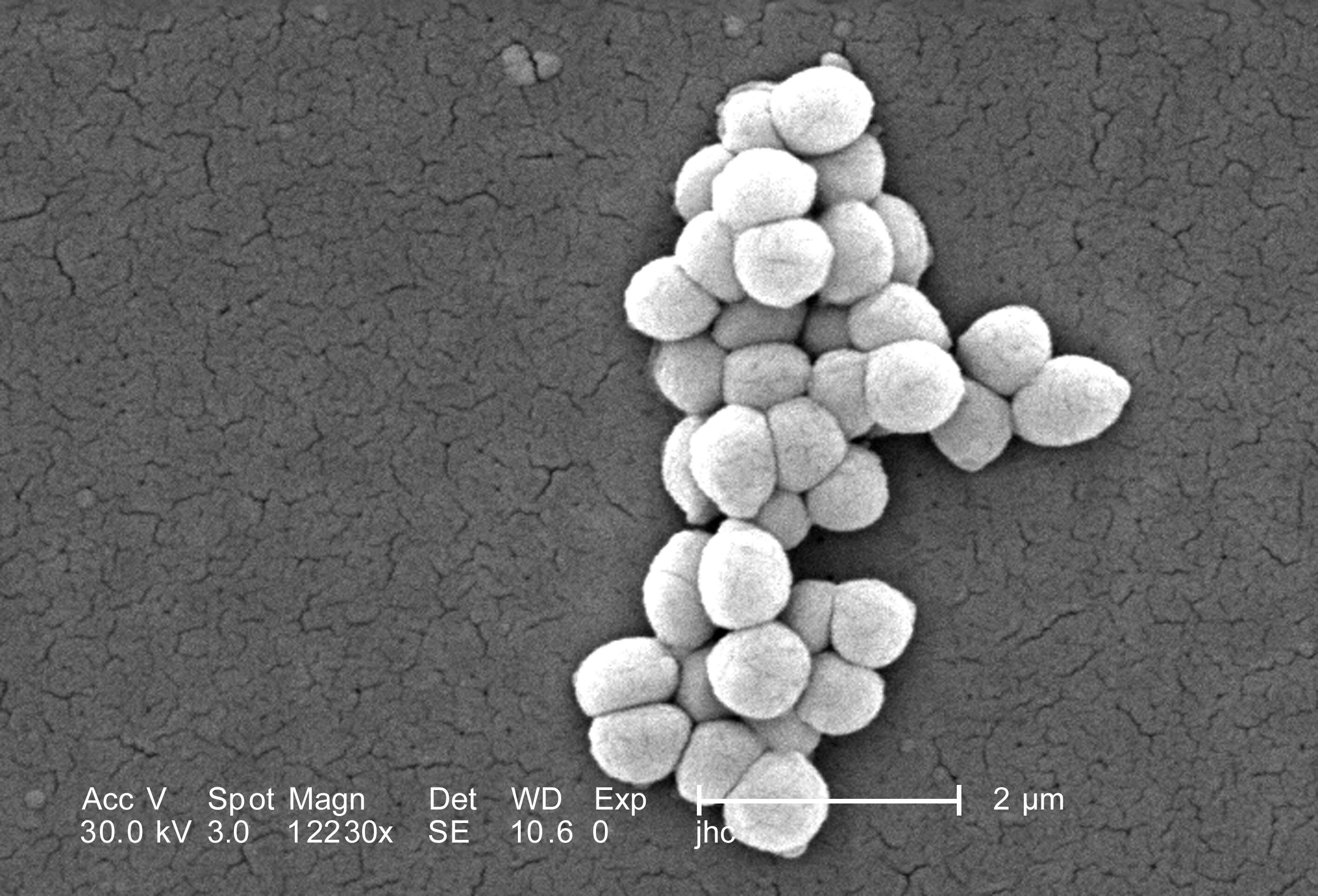 Imagem de Micrococcus luteus