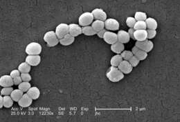 Image of Micrococcus