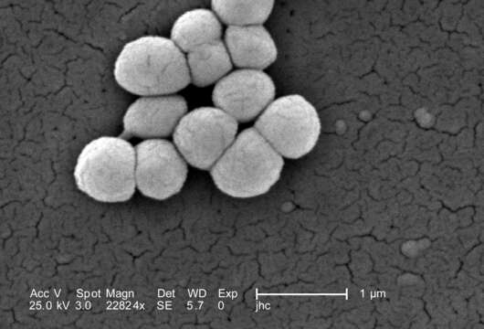 Image of Micrococcus luteus