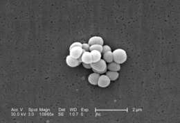 Image of Micrococcus
