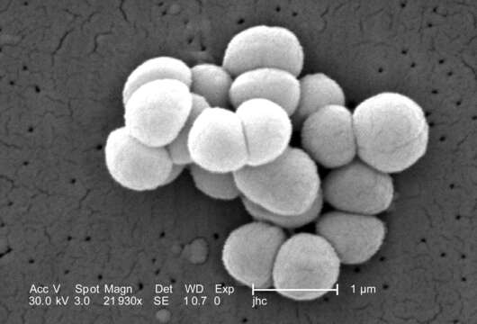 Image of Micrococcus luteus