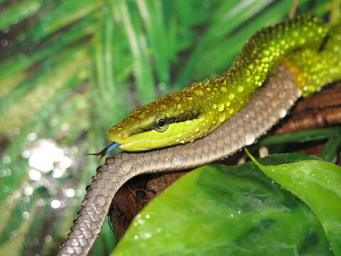 Image of Arboreal Rat Snake