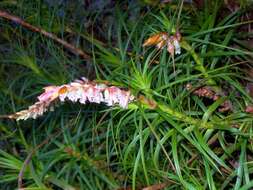 Image of Dracophyllum secundum R. Br.