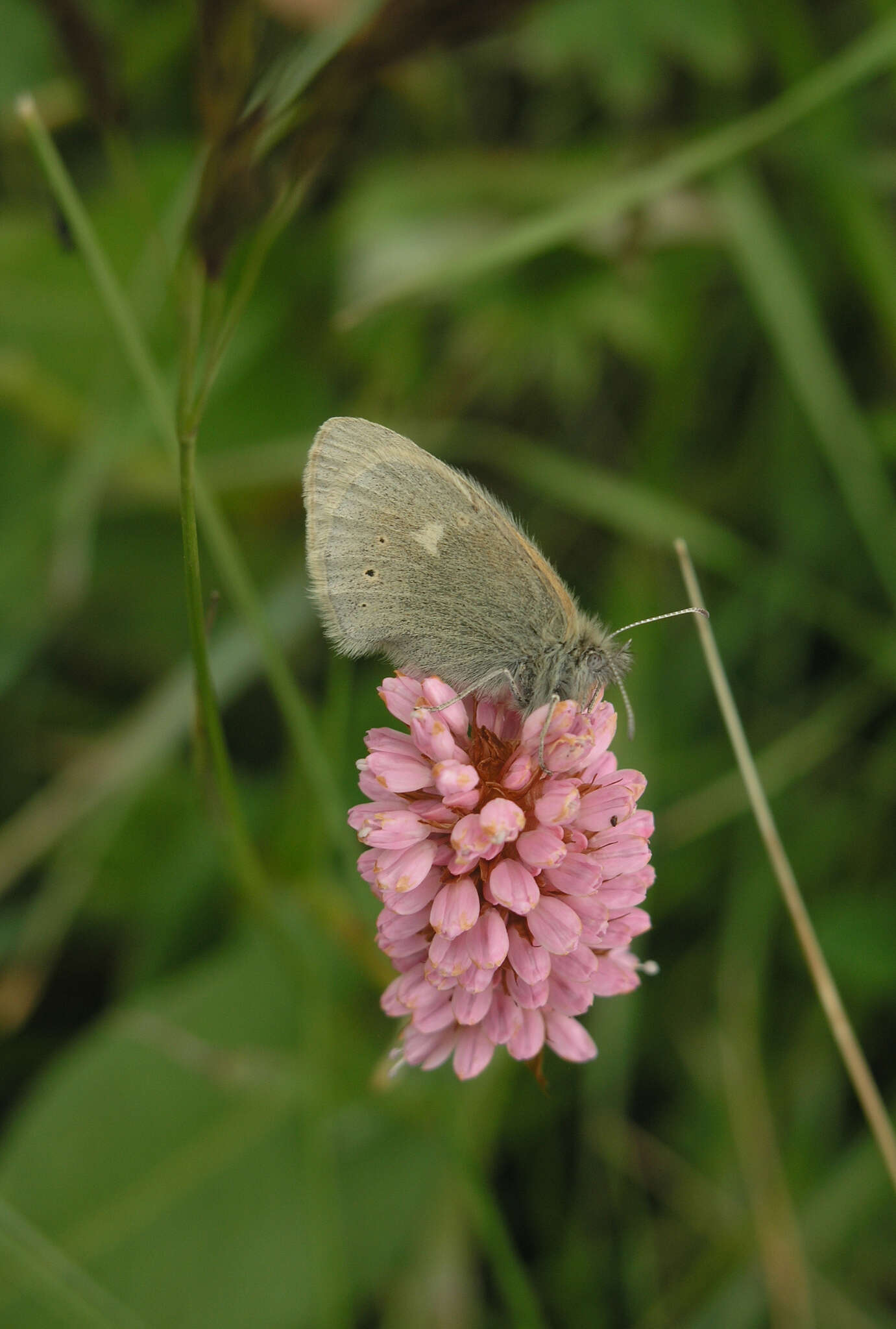 Plancia ëd Coenonympha tullia chatiparae Sheljuzhko 1937