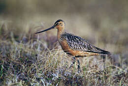 Image of Bar-tailed Godwit