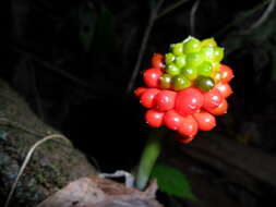 Слика од Arisaema triphyllum (L.) Schott