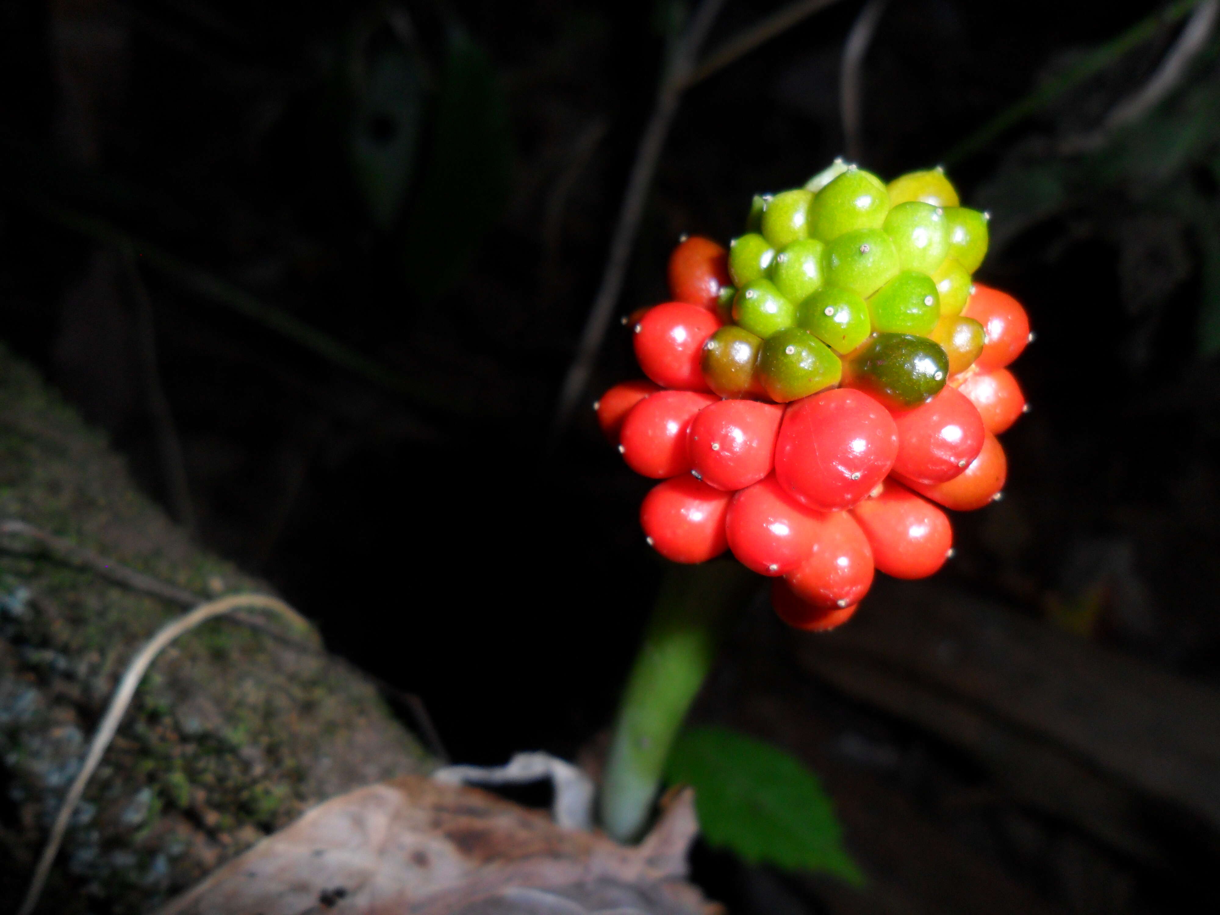 Слика од Arisaema triphyllum (L.) Schott