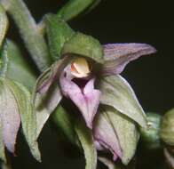 Imagem de Epipactis leptochila (Godfery) Godfery