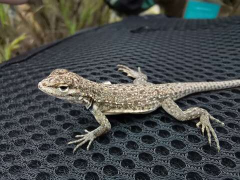 Image of Tschudi's Pacific Iguana