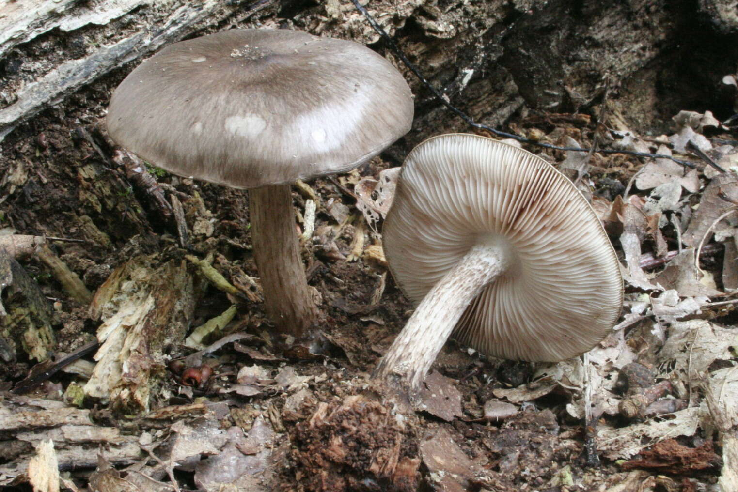 Image of Deer Mushroom