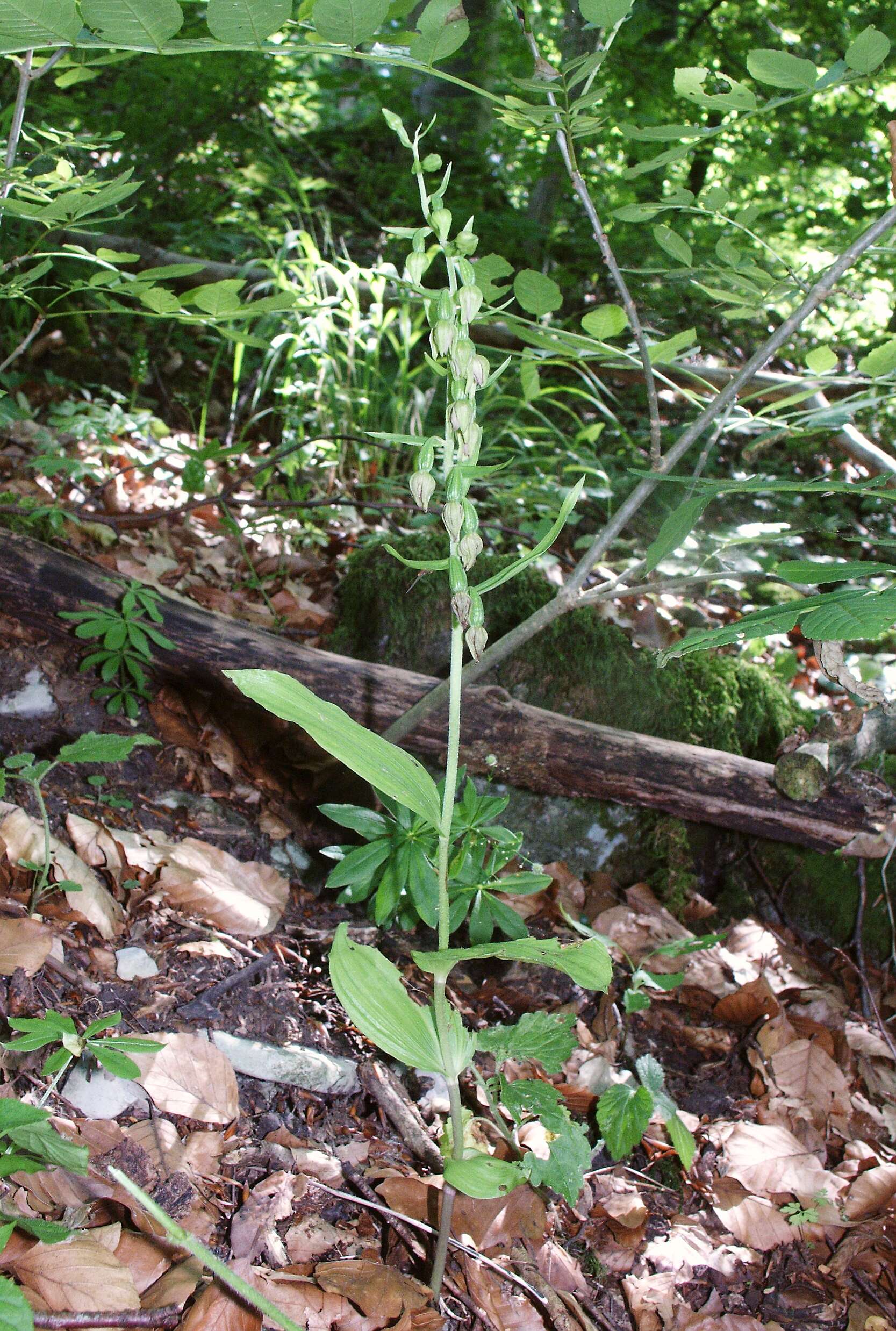 Image of Narrow-lipped helleborine