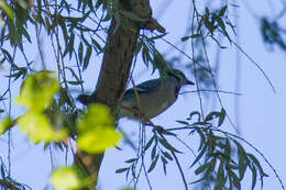 Image of Blue Jay