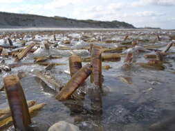 Image of Atlantic jackknife clam