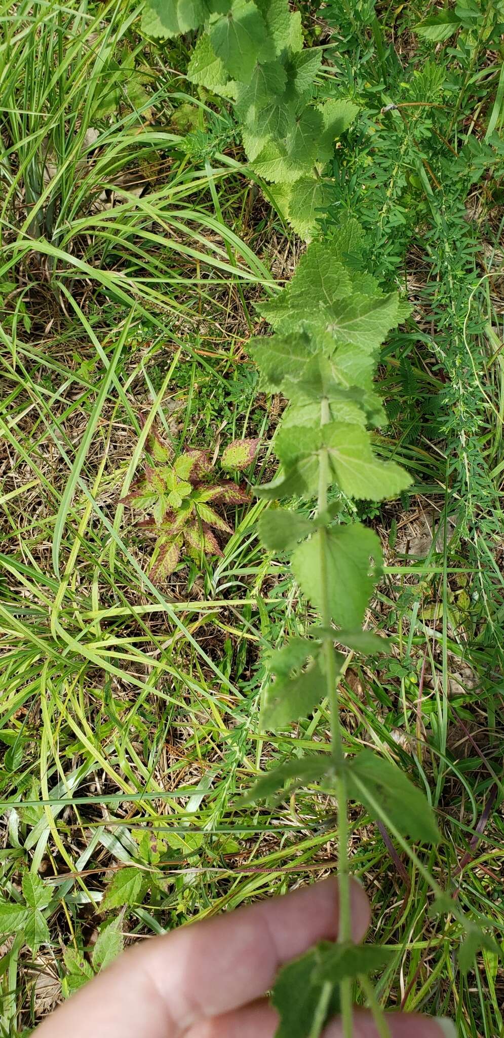 Image of roundleaf thoroughwort