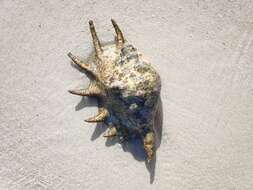 Image of Giant spider conch