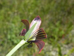 Image of Romulea obscura Klatt